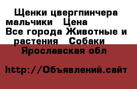 Щенки цвергпинчера мальчики › Цена ­ 25 000 - Все города Животные и растения » Собаки   . Ярославская обл.